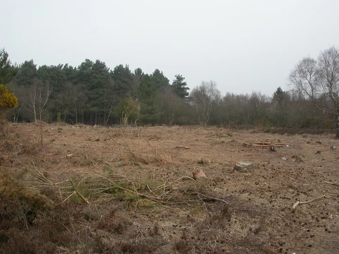 Bull Barrow, White Sheet Plantation and Holt Heath NNR