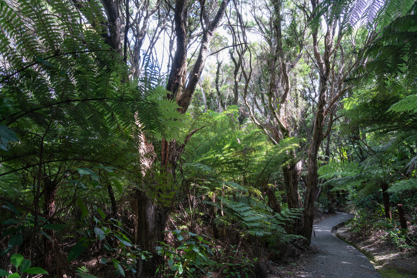 An image depicting the trail Palmers Track and its surrounding area.