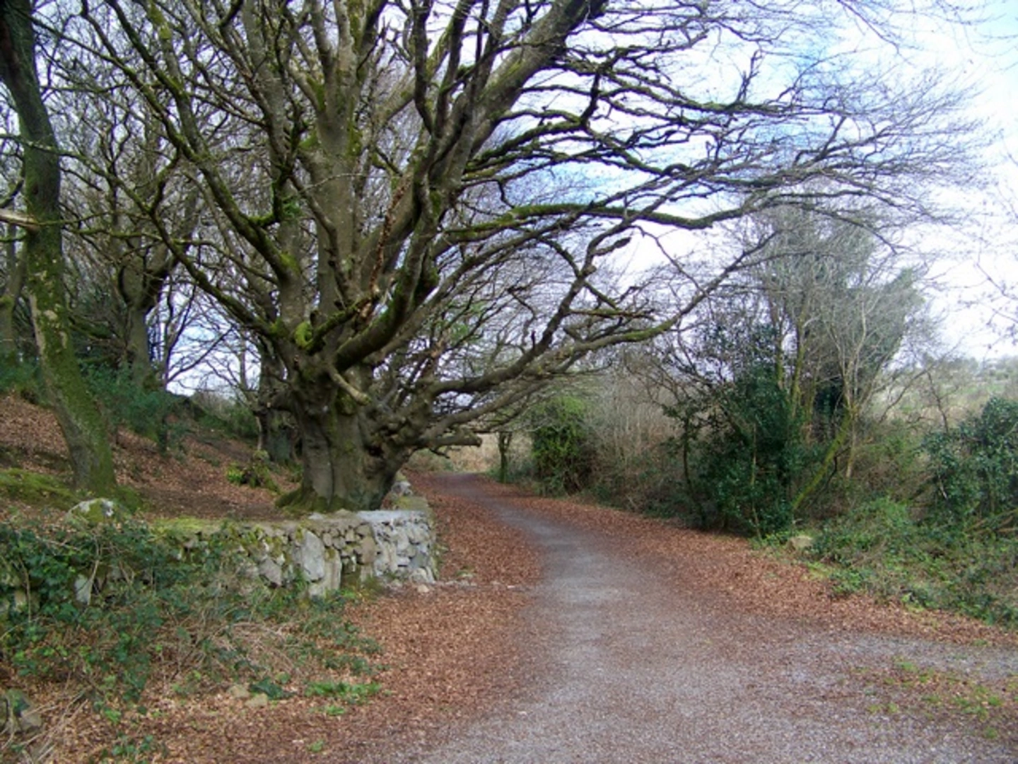 An image depicting the trail Cappagh Park Loop and its surrounding area.