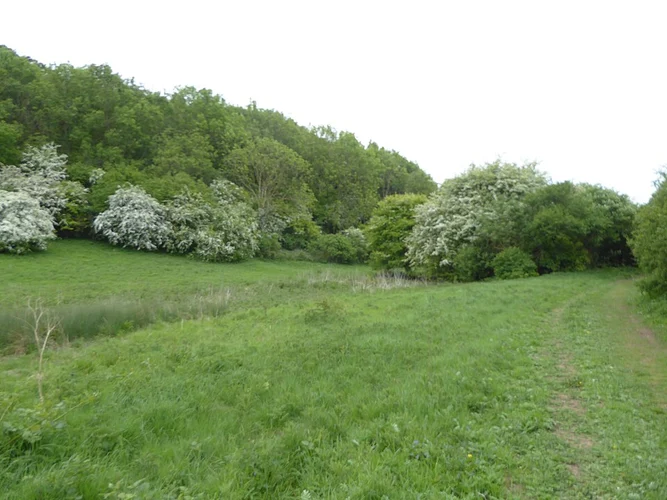 Larch Plantation and Ringstead Downs