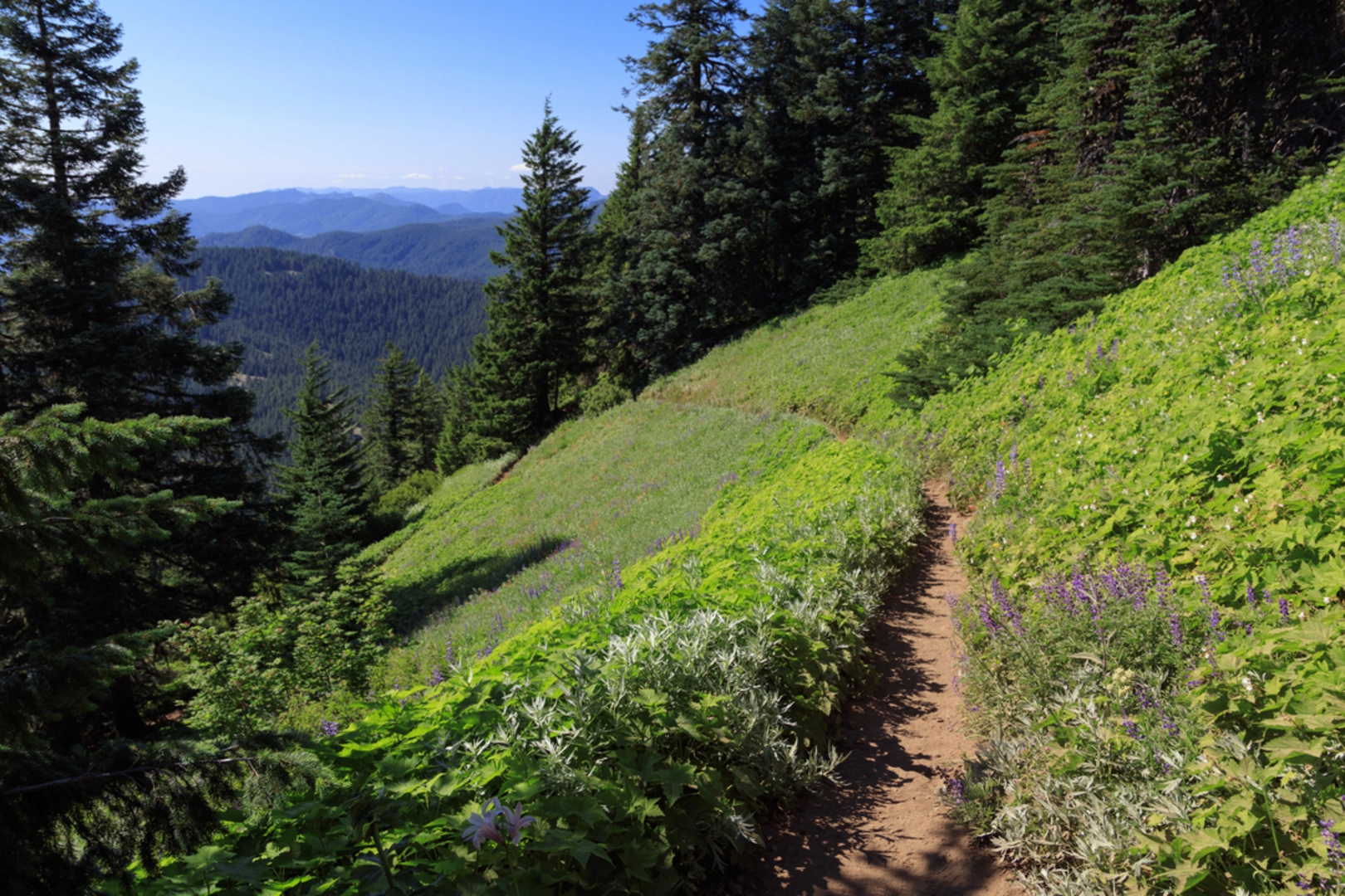 An image depicting the trail Iron Mountain Trail and its surrounding area.