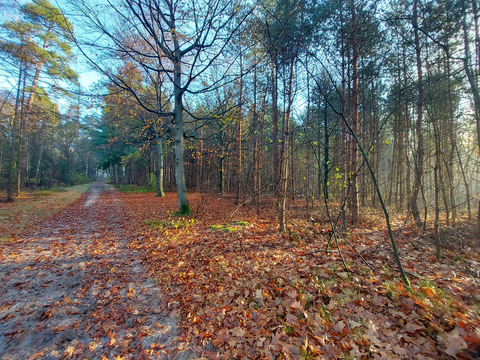 Kaapse Bossen and Sandenburg Loop