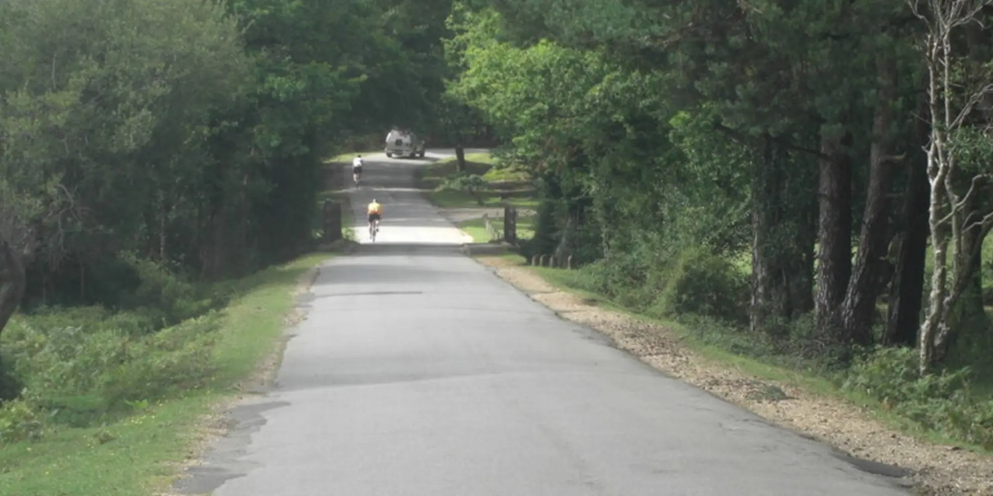 An image depicting the trail Rhinefield Walk near Brockenhurst and its surrounding area.