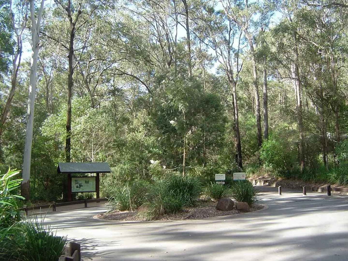 An image depicting the trail Cedar Creek Falls Track and its surrounding area.