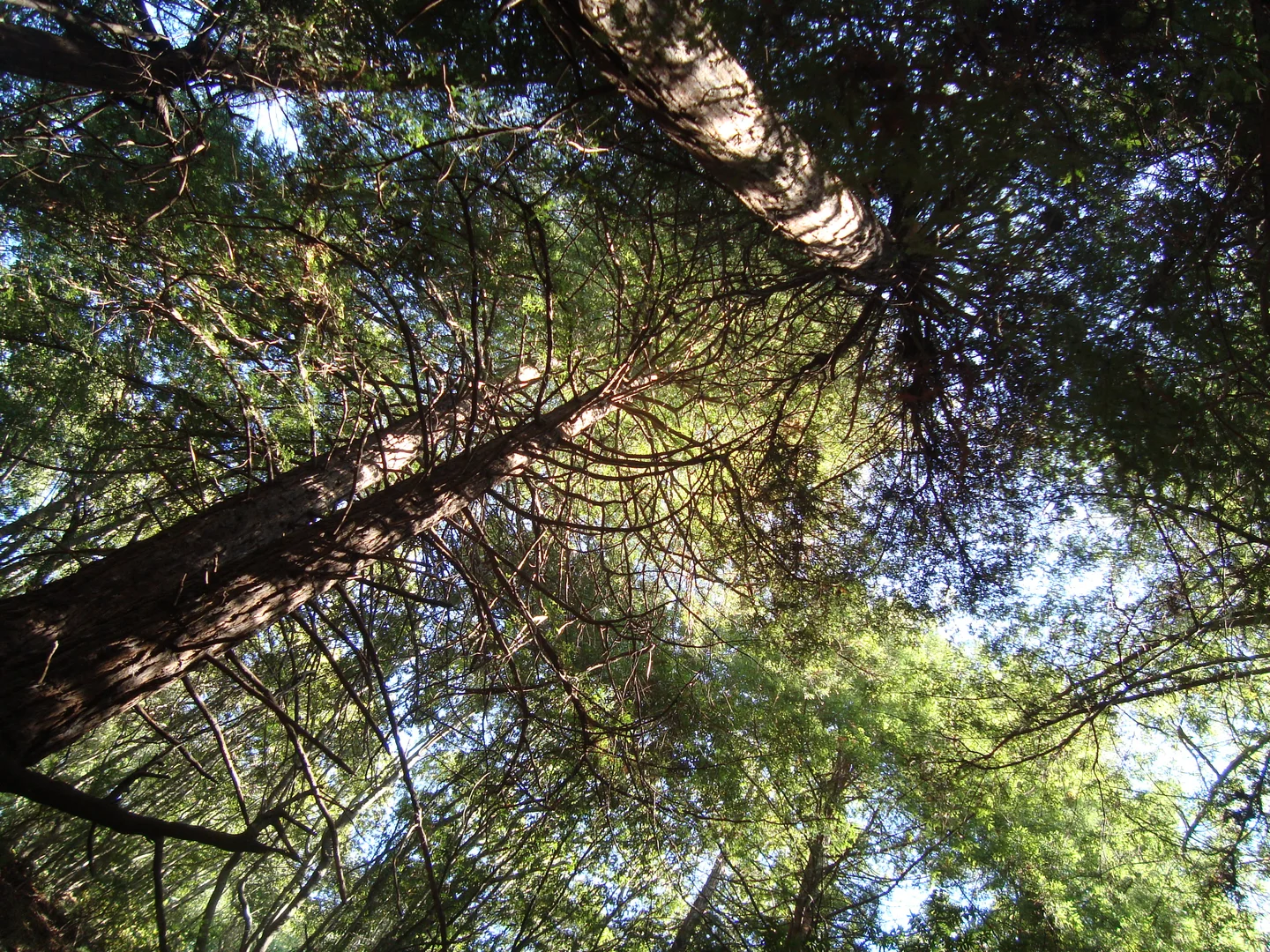 An image depicting the trail Horseshoe Creek - York Trail and its surrounding area.