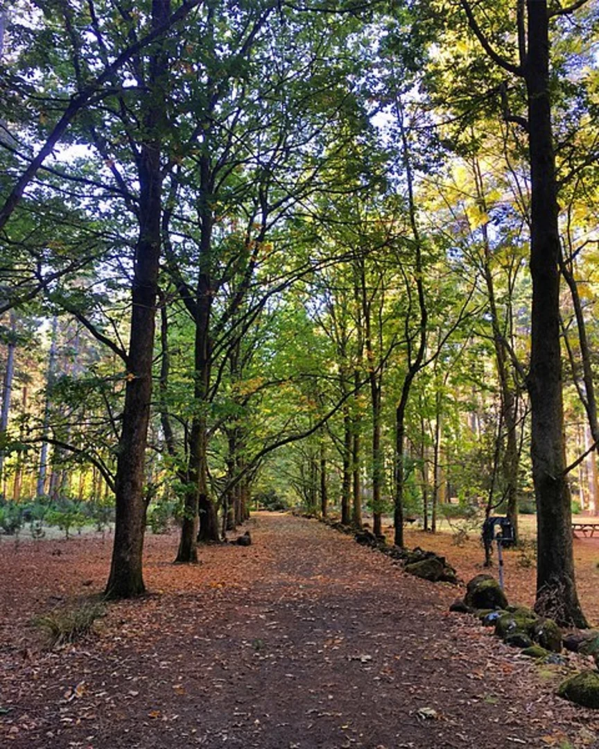 An image depicting the trail Hollybank Walk and its surrounding area.