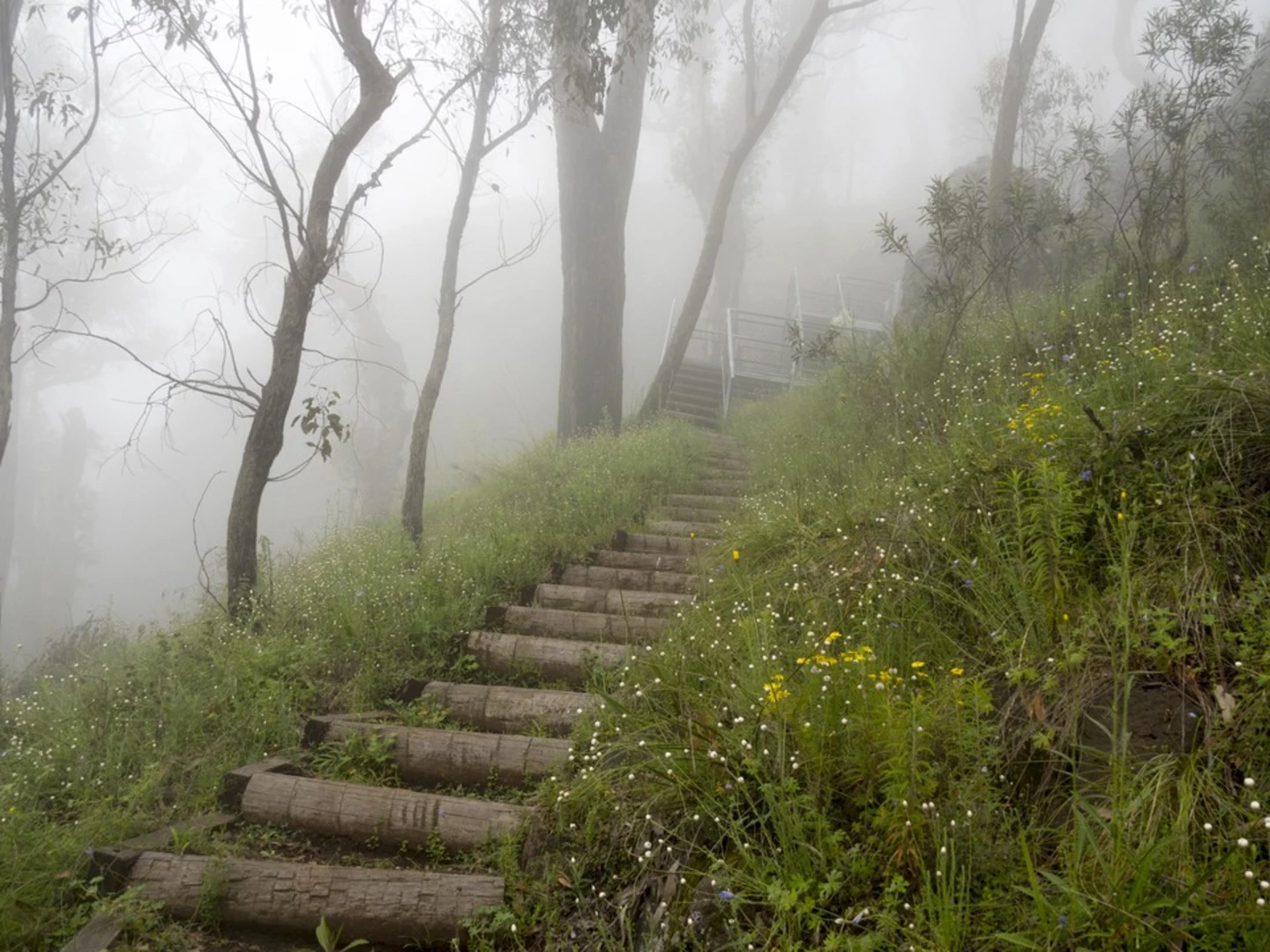 An image depicting the trail Mount Coryah Track and its surrounding area.