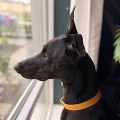 Pete B avatar