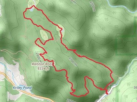 Black Bear - Horseshoe Loop Trail