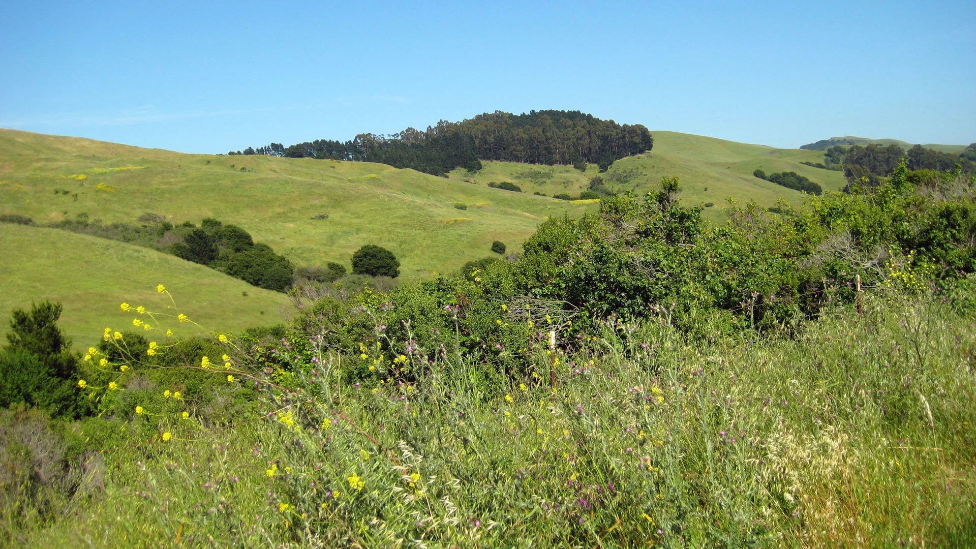 An image depicting the trail Wildcat Creek Trail and Nimitz Loop Way and its surrounding area.