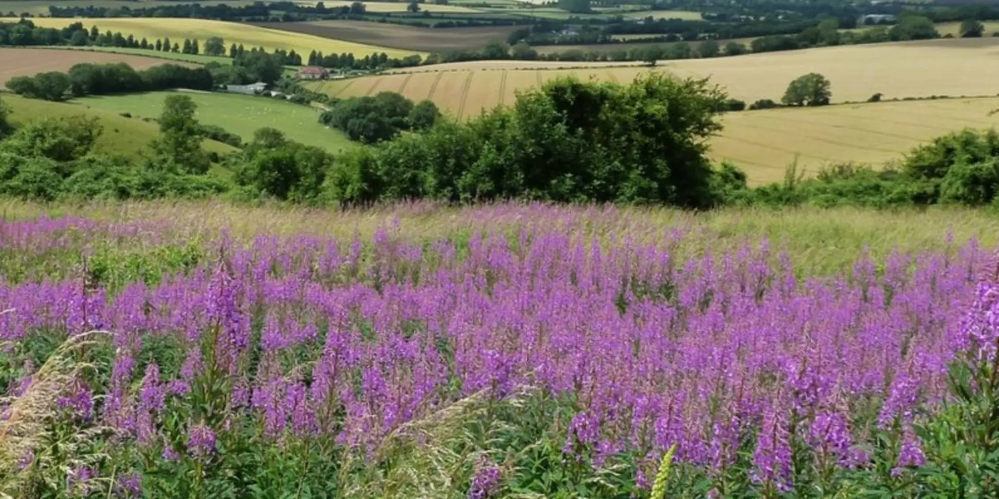 An image depicting the trail Above East Meon Walk and its surrounding area.