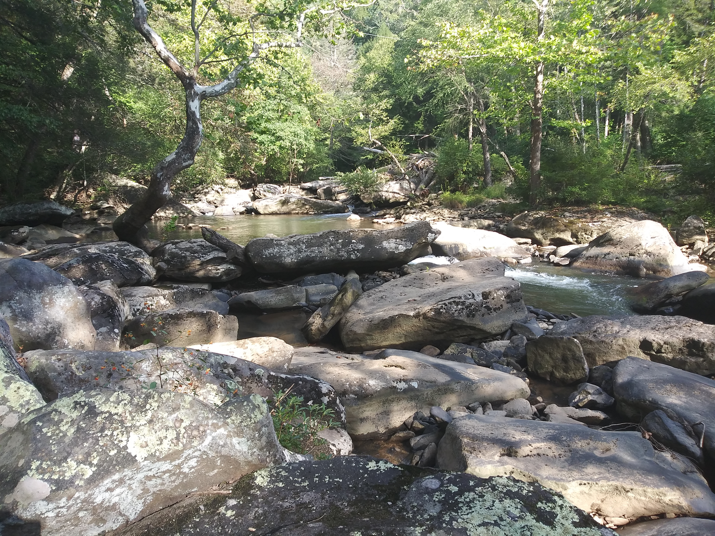 An image depicting the trail Rock Creek Park Loop and its surrounding area.