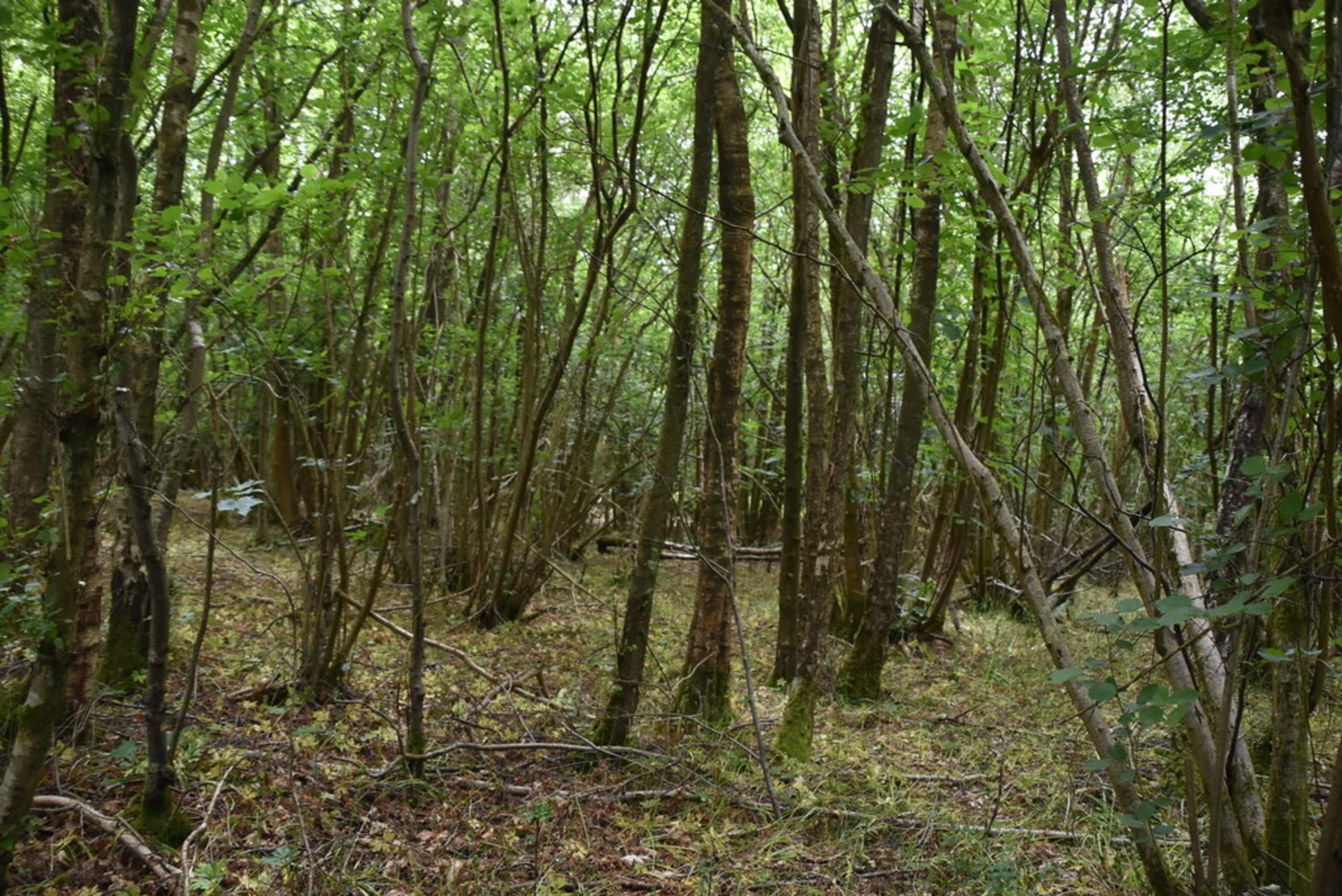 An image depicting the trail Uckfield to Fletching Loop and its surrounding area.