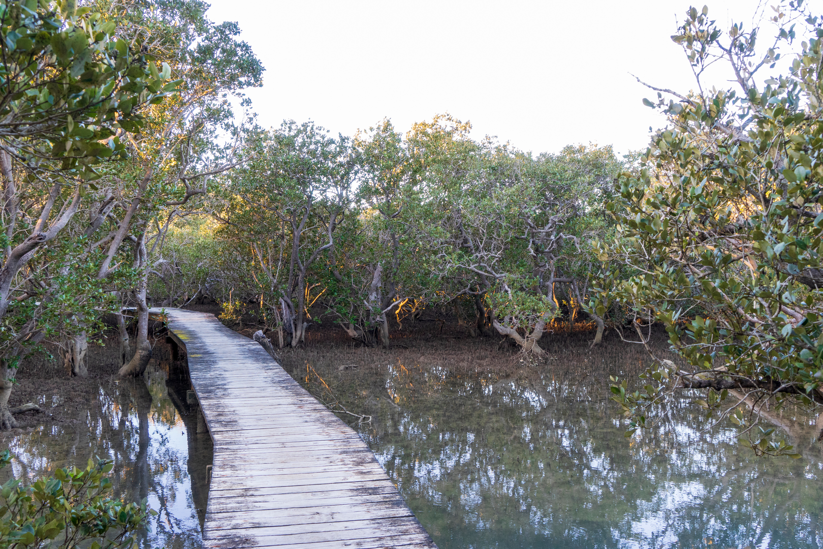 An image depicting the trail Waitangi to Haruru Falls Trail and its surrounding area.
