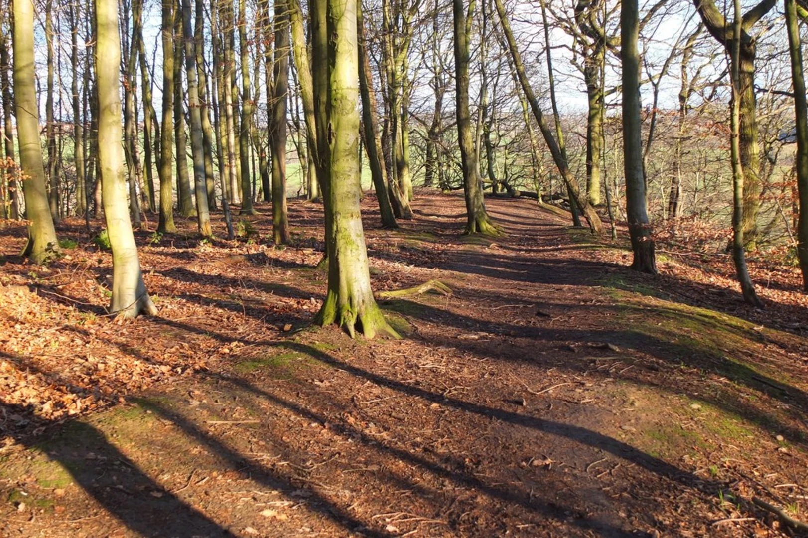 An image depicting the trail River Wear and Pelaw Wood Loop and its surrounding area.