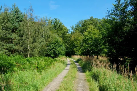 Langehorstschneise and Meyershausstellenschneise Loop
