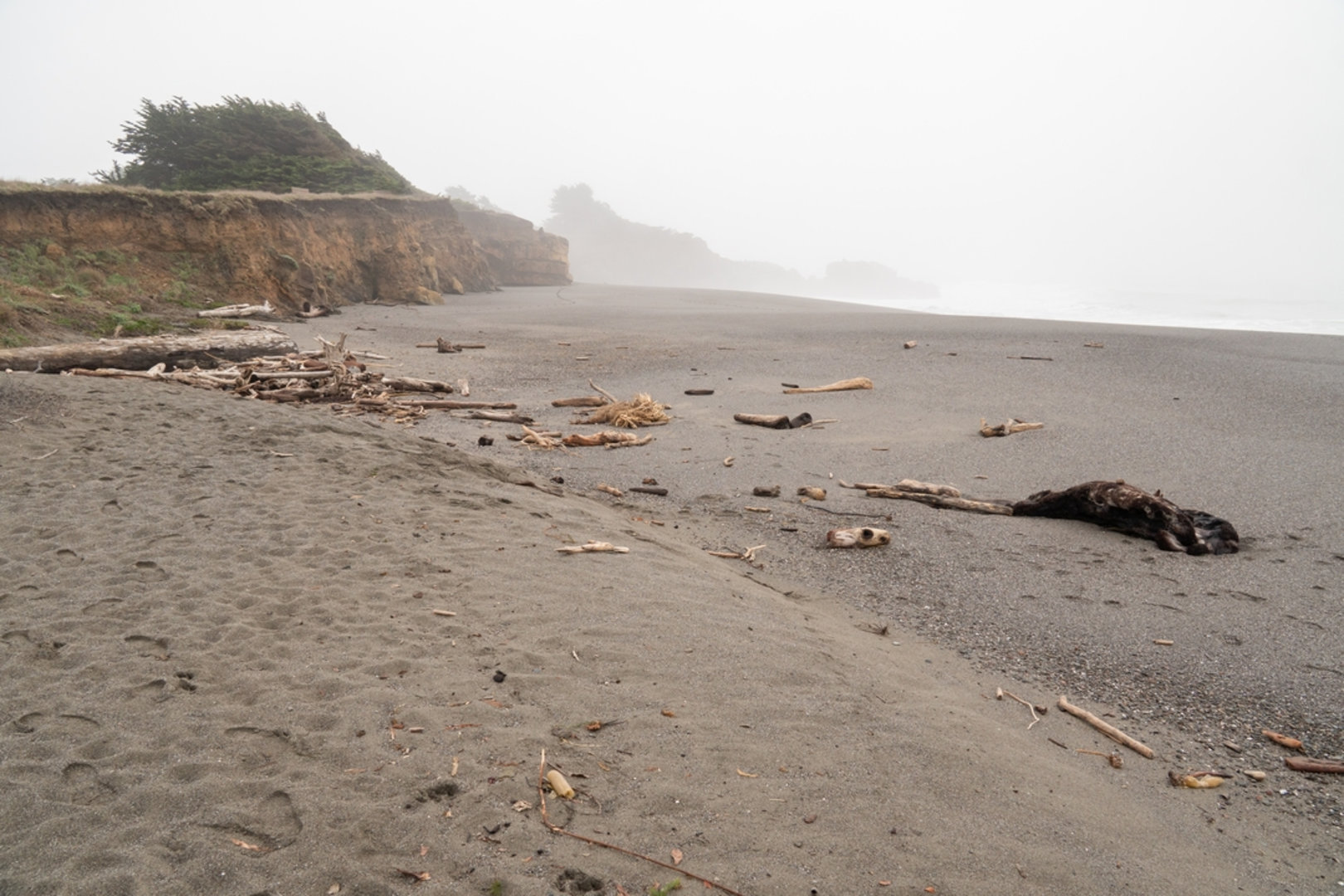 An image depicting the trail Bluff Trail and Del Mar Cove and its surrounding area.