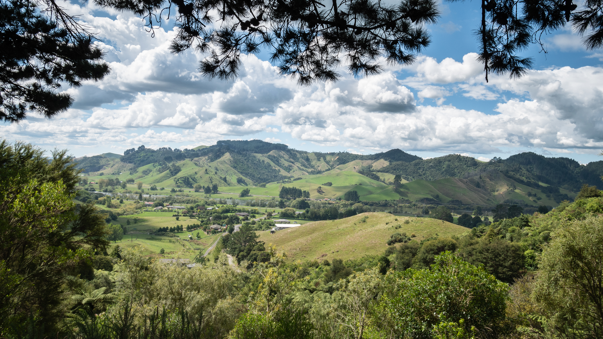 An image depicting the trail Kauri Loop Track and its surrounding area.