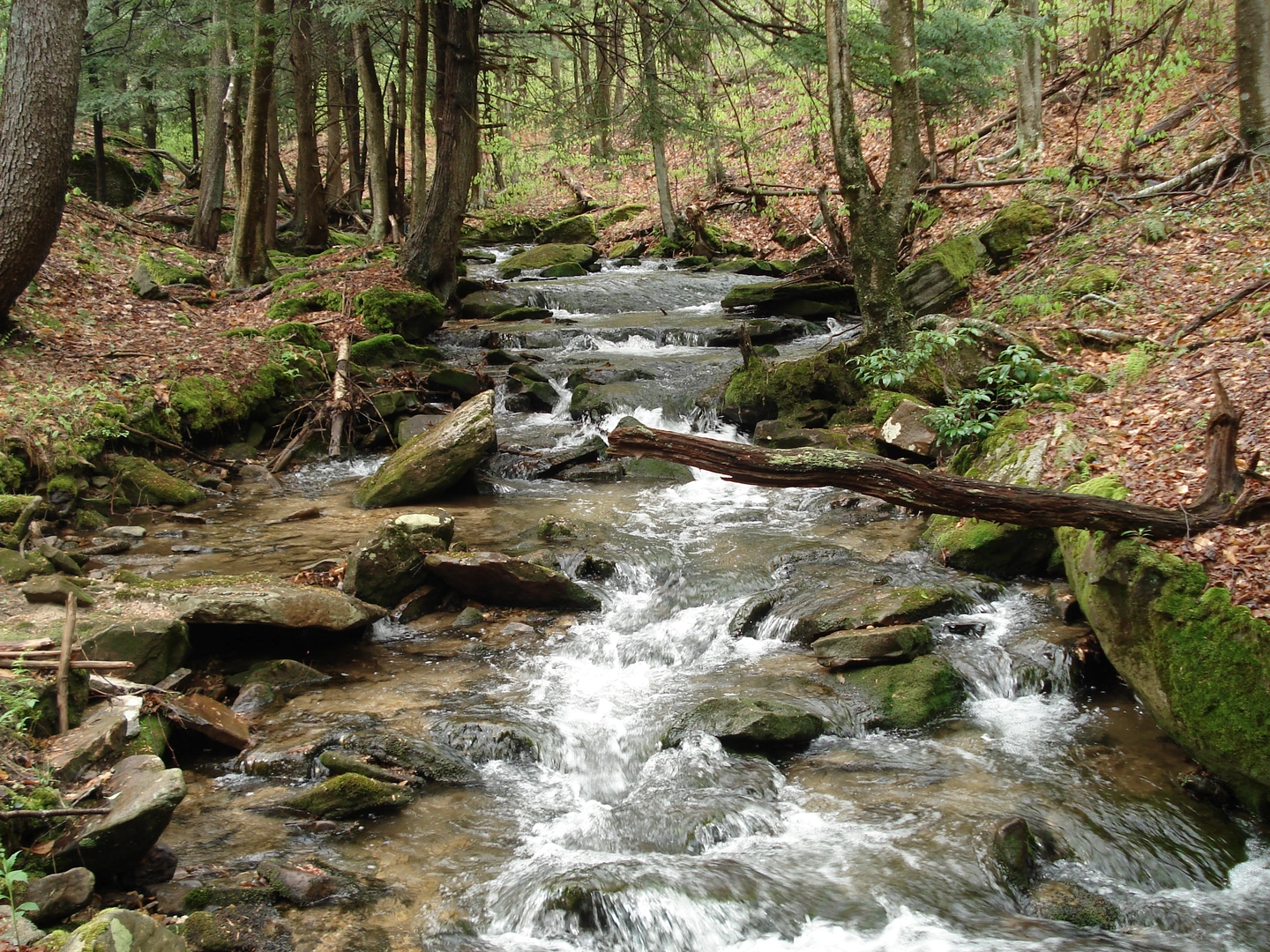 An image depicting the trail Minister Creek Loop and its surrounding area.