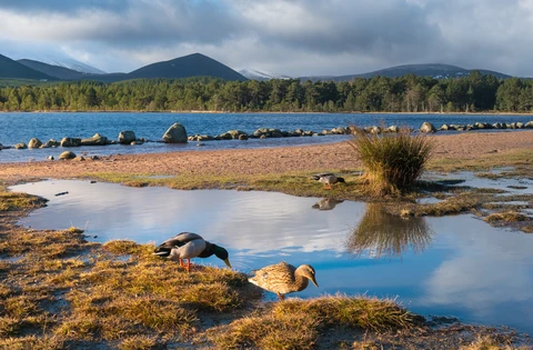 Meall a' Bhuachaille and Coire Chondlaich in Glenmore Forest Park