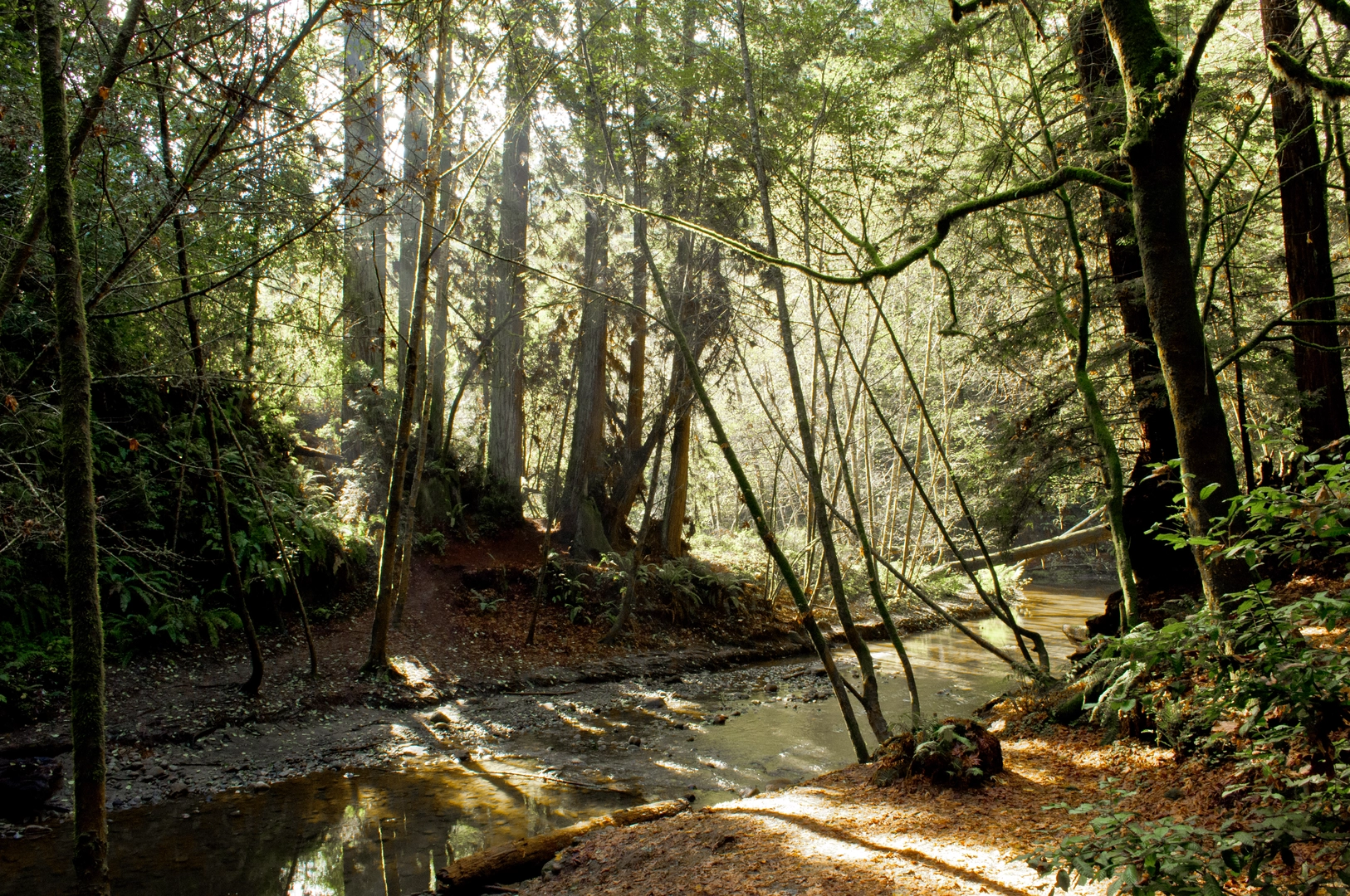 An image depicting the trail Cusack's and Buggy Trail and its surrounding area.