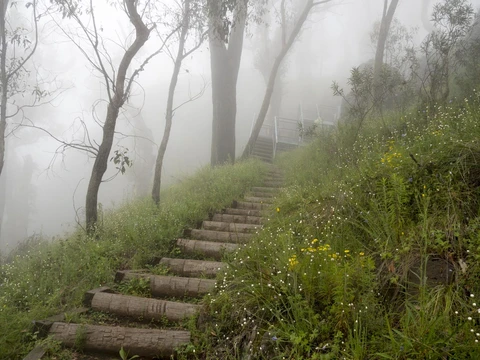 Mount Coryah Track
