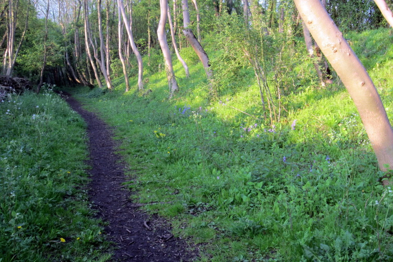 An image depicting the trail Tiffield Loop and its surrounding area.