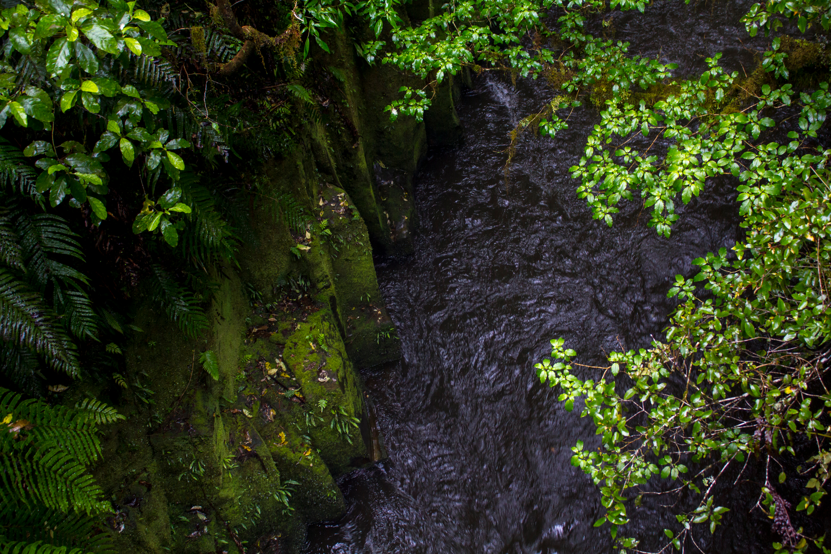 An image depicting the trail Whirinaki Waterfall Loop Track and its surrounding area.