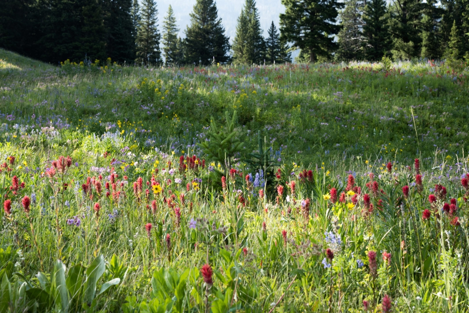An image depicting the trail Trout Lake Trail and its surrounding area.