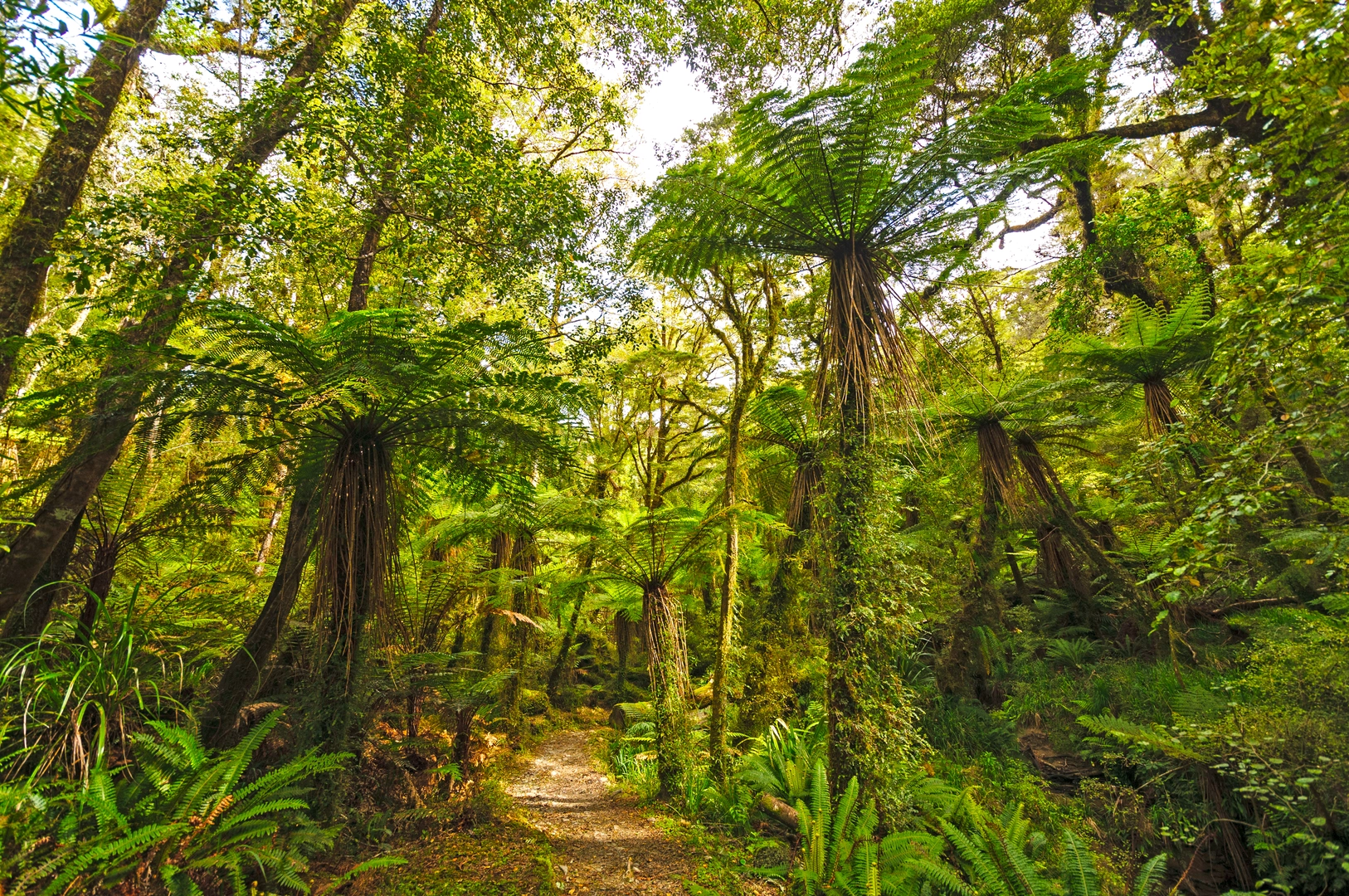 An image depicting the trail Paparoa Track - Pororari Hut Track and its surrounding area.