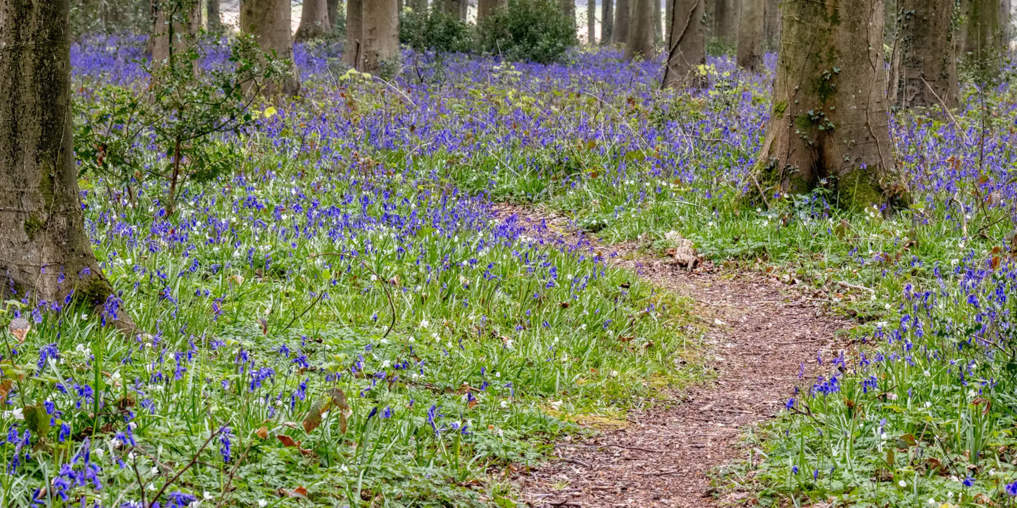 An image depicting the trail Patching and Wepham Wood and its surrounding area.