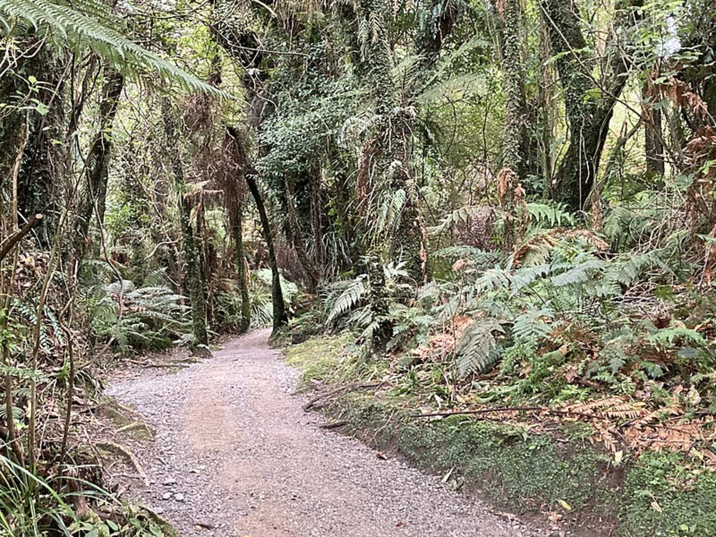 An image depicting the trail Mananui Bush Walk and its surrounding area.