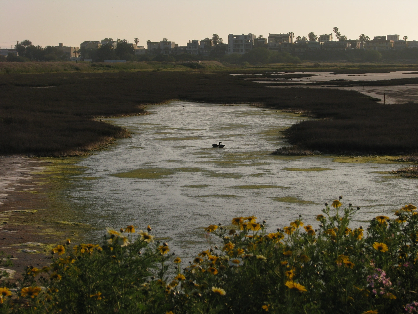 An image depicting the trail Ballona Freshwater Marsh Walk and its surrounding area.