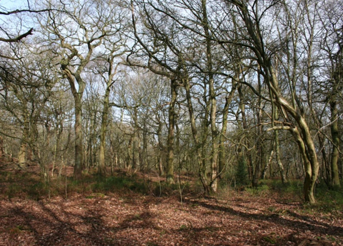 Willis Wood via Sandstone Trail
