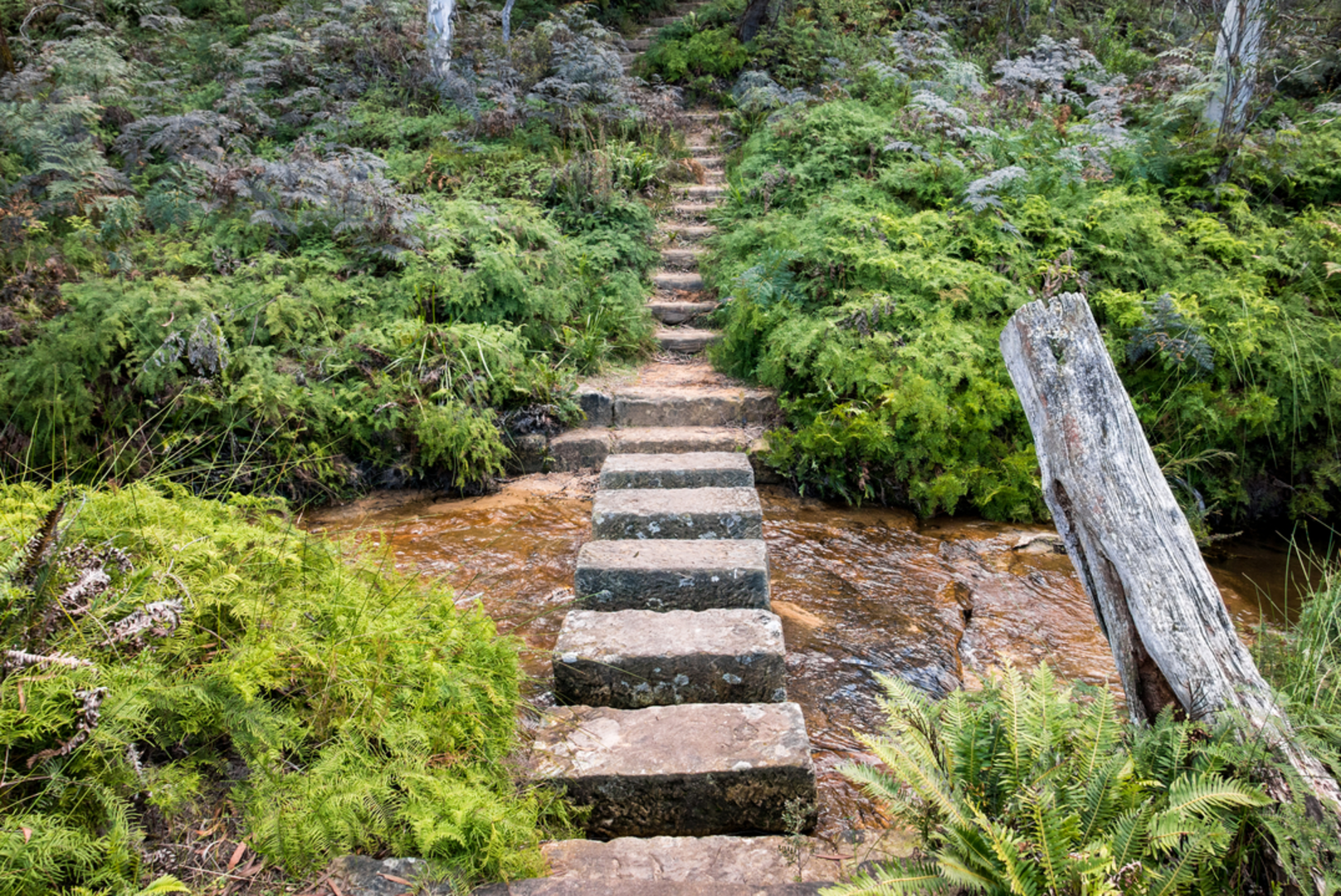An image depicting the trail Cliff Top Walk and its surrounding area.