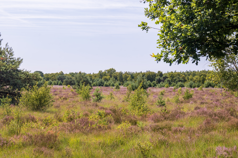 Hapertse Heide and Landgoed Pals Loop