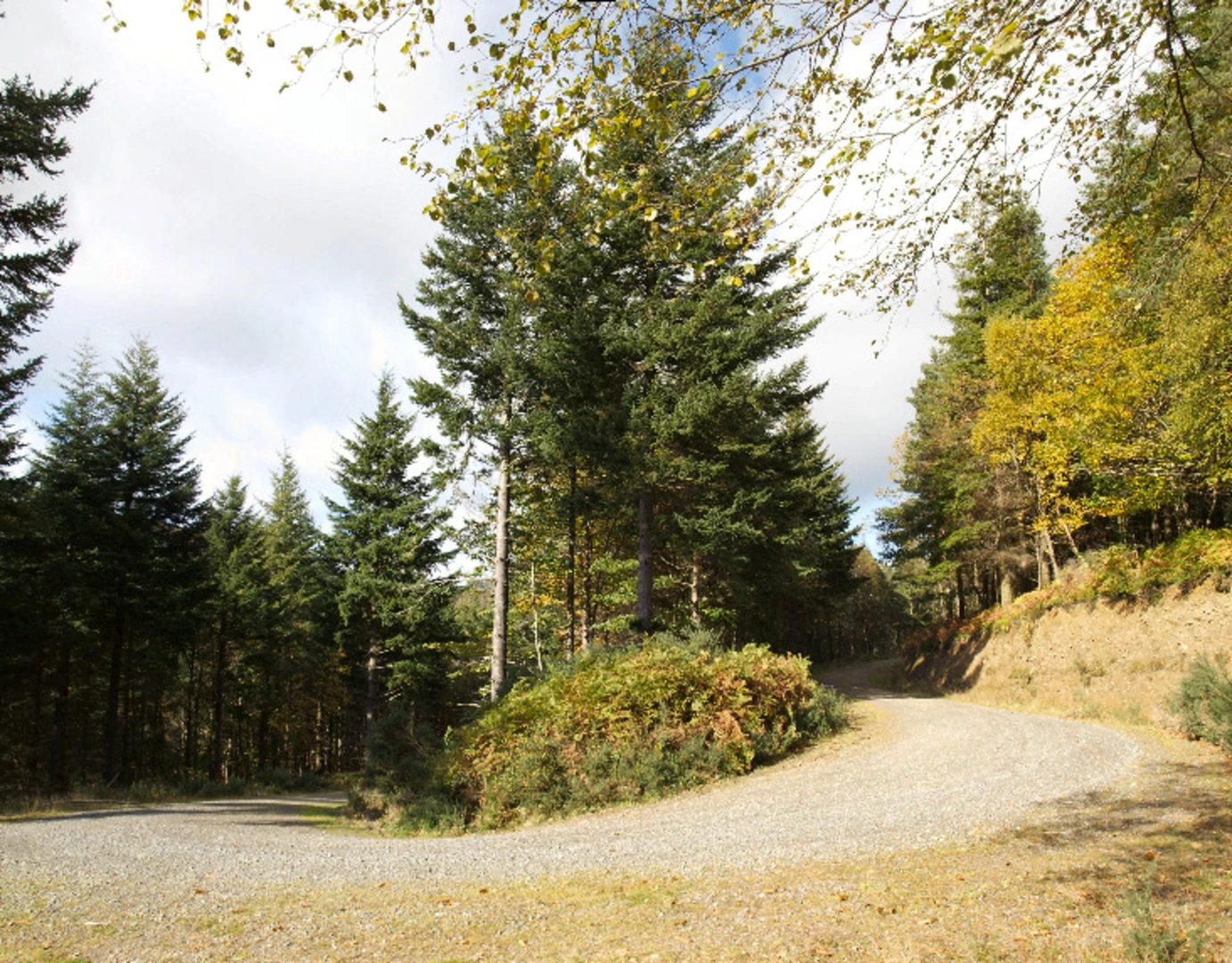 An image depicting the trail Crone Wood and Djouce Loop and its surrounding area.