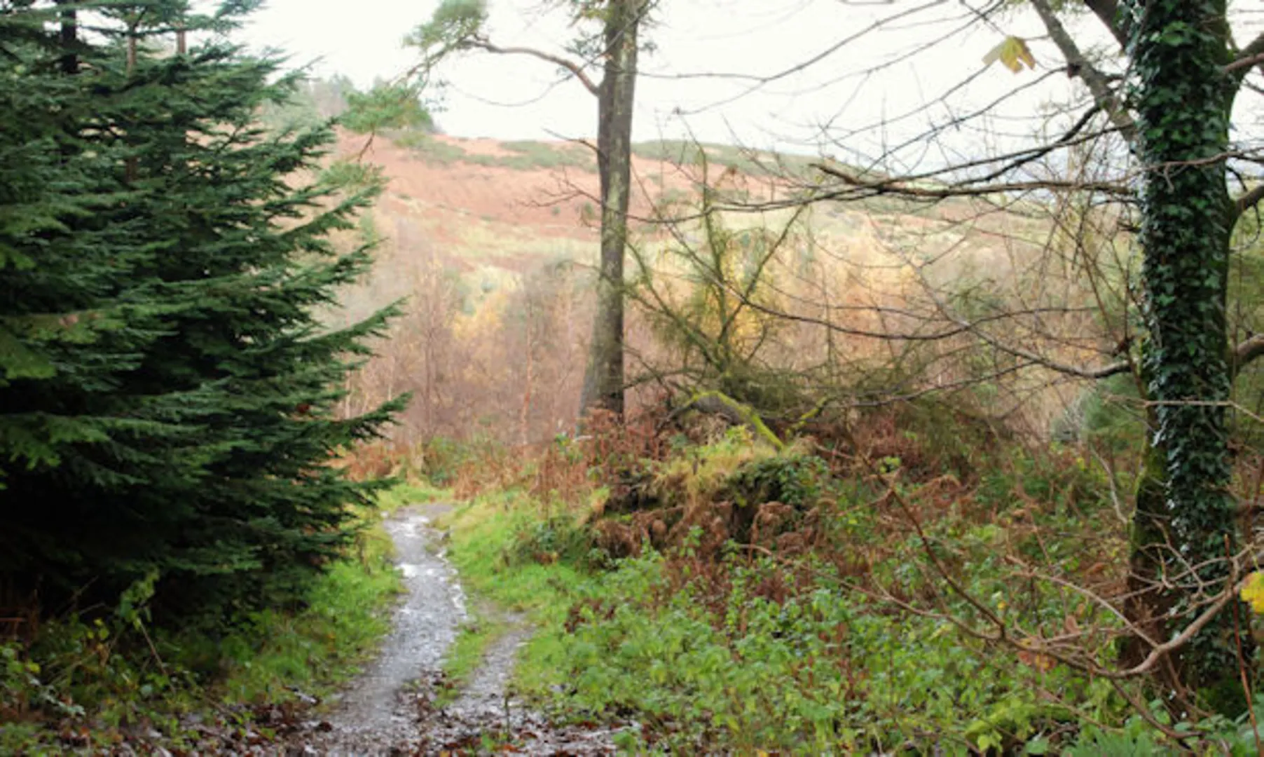 An image depicting the trail Moneynabane Trail - Drumkeeragh Forest and its surrounding area.