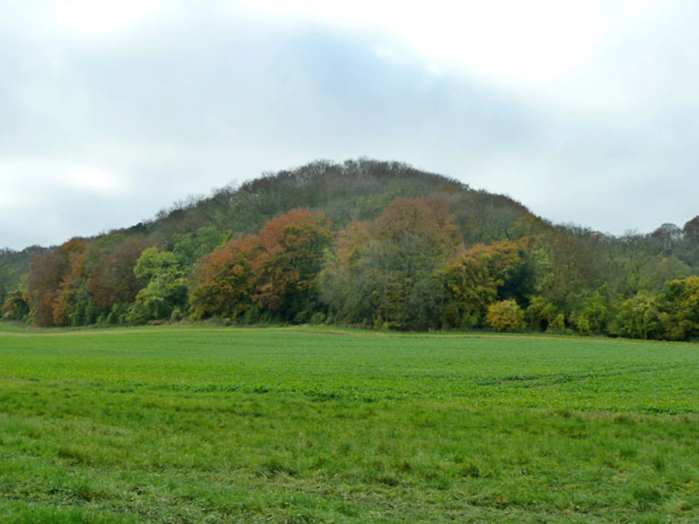 An image depicting the trail Liss, Empshott and Hawkley Loop and its surrounding area.
