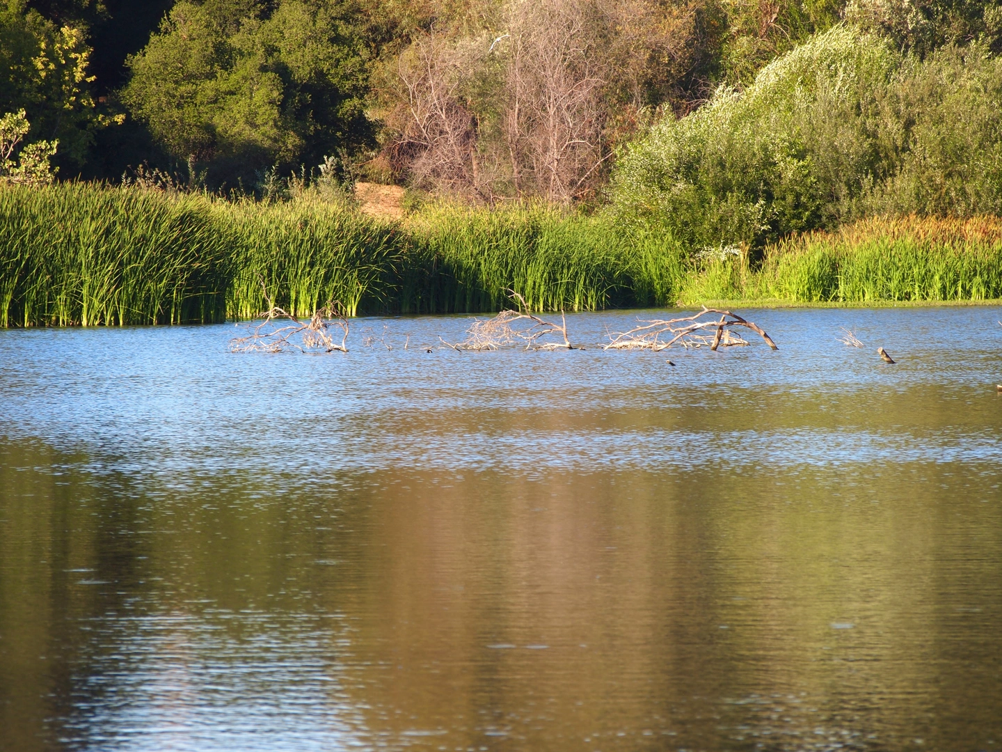 An image depicting the trail Don Castro Lake, Shady Canyon and Bay Area Ridge Loop Trail and its surrounding area.