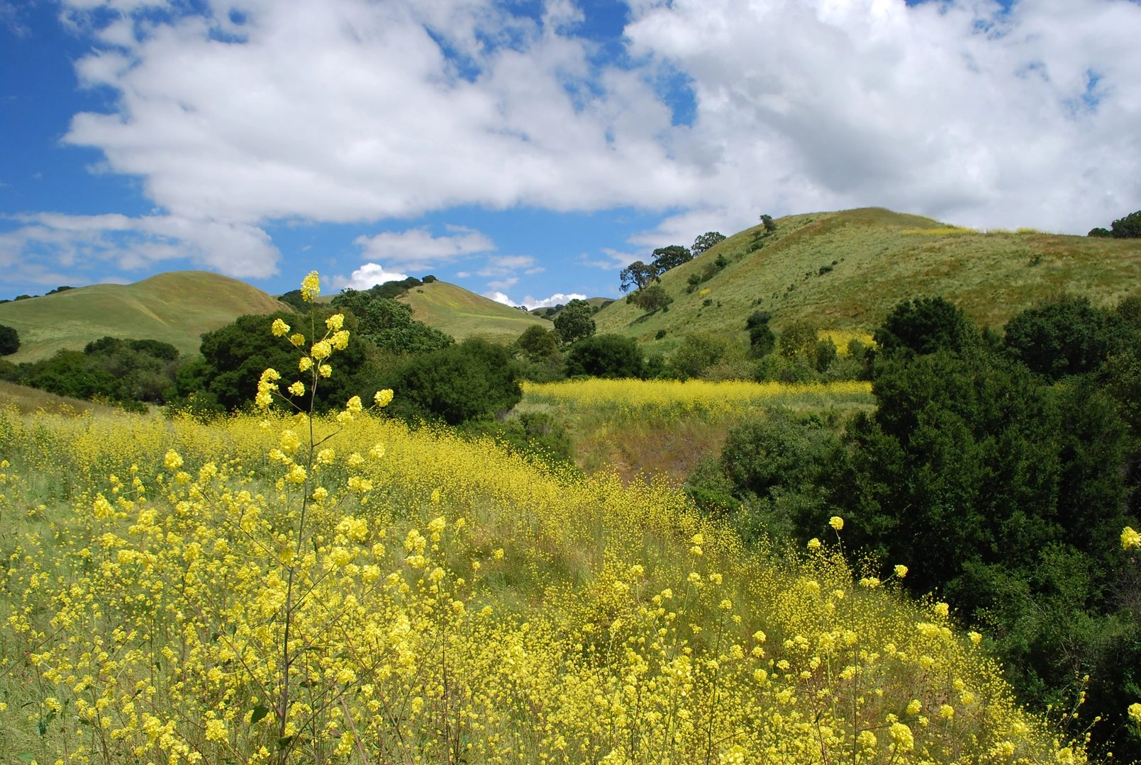 An image depicting the trail Crockett Ranch - Soaring Eagle Trail and its surrounding area.