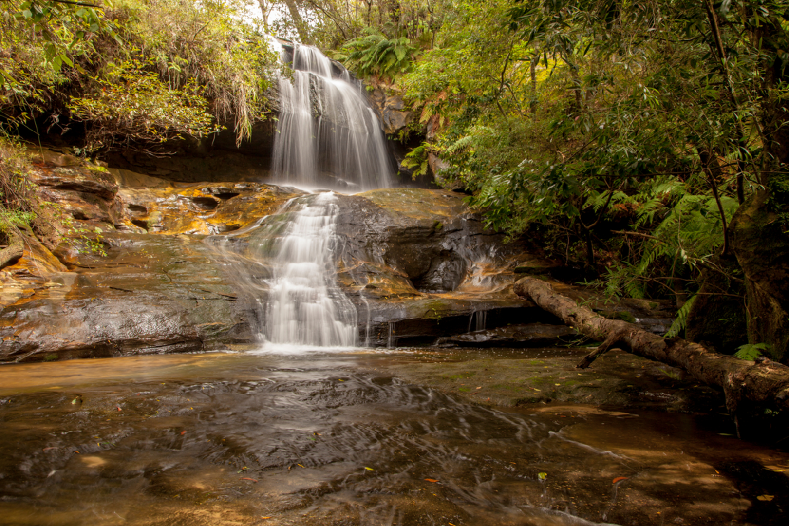 An image depicting the trail Lyrebird Falls Track and its surrounding area.