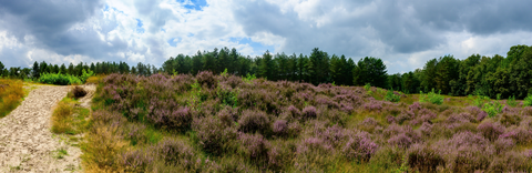 Ossendrechtse Duinen, Groote Meer and Kleine Meer Loop