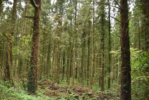 Castle Archdale Forest Woodland Riverside Walk