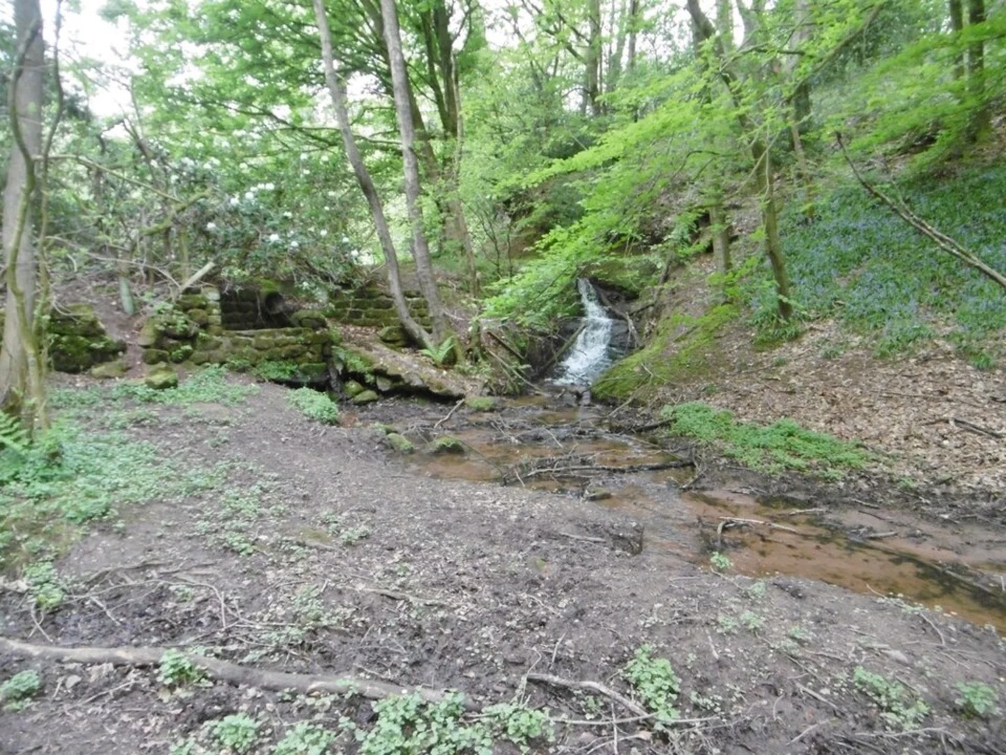 An image depicting the trail Dimmingsdale Loop and its surrounding area.