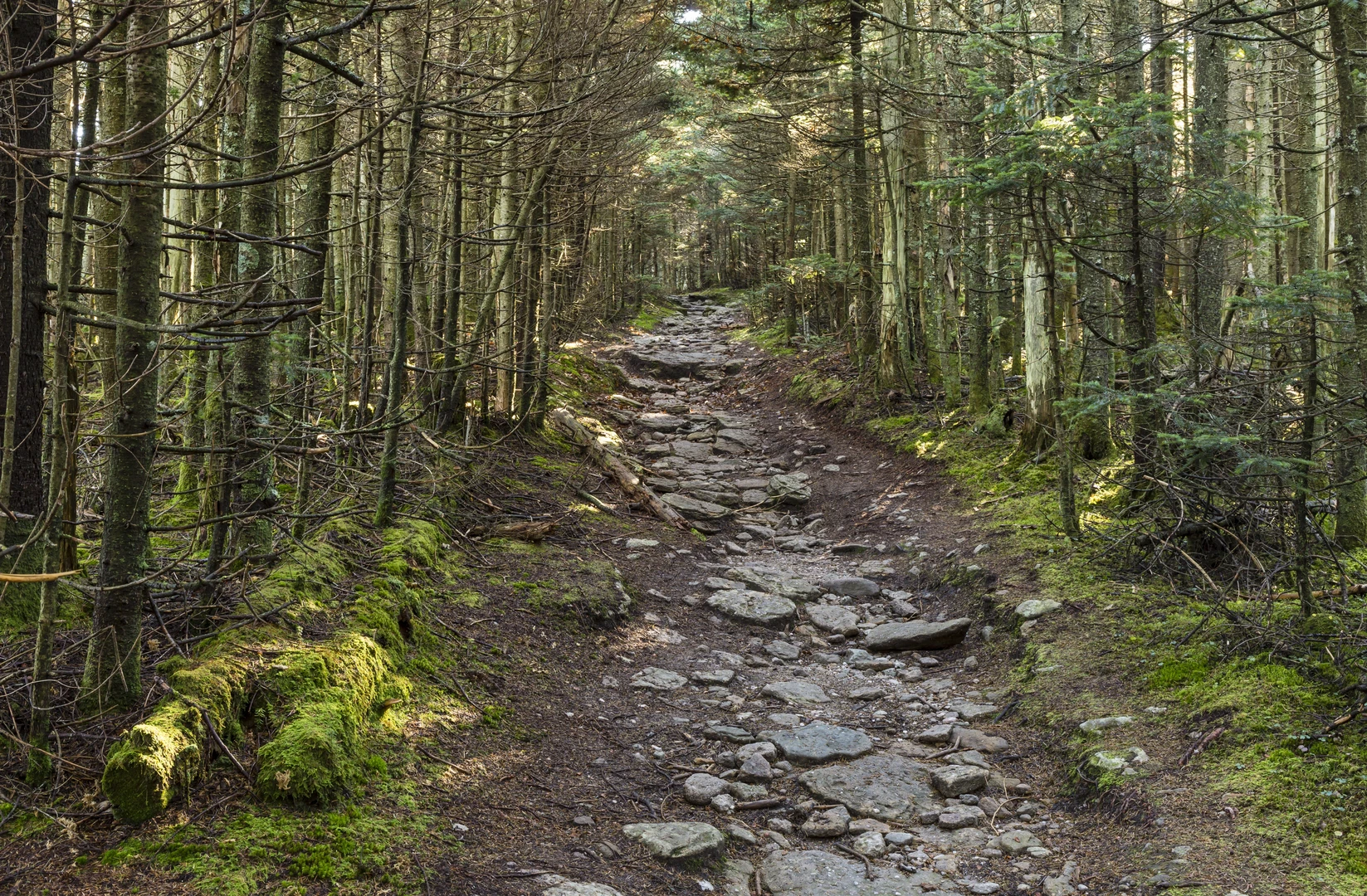 An image depicting the trail Wittenberg Mountain and Slide Mountain from Woodland Valley Road and its surrounding area.