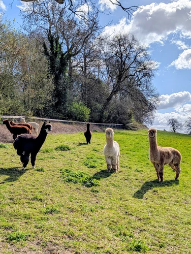 Tring, Aldbury and the Canal Path