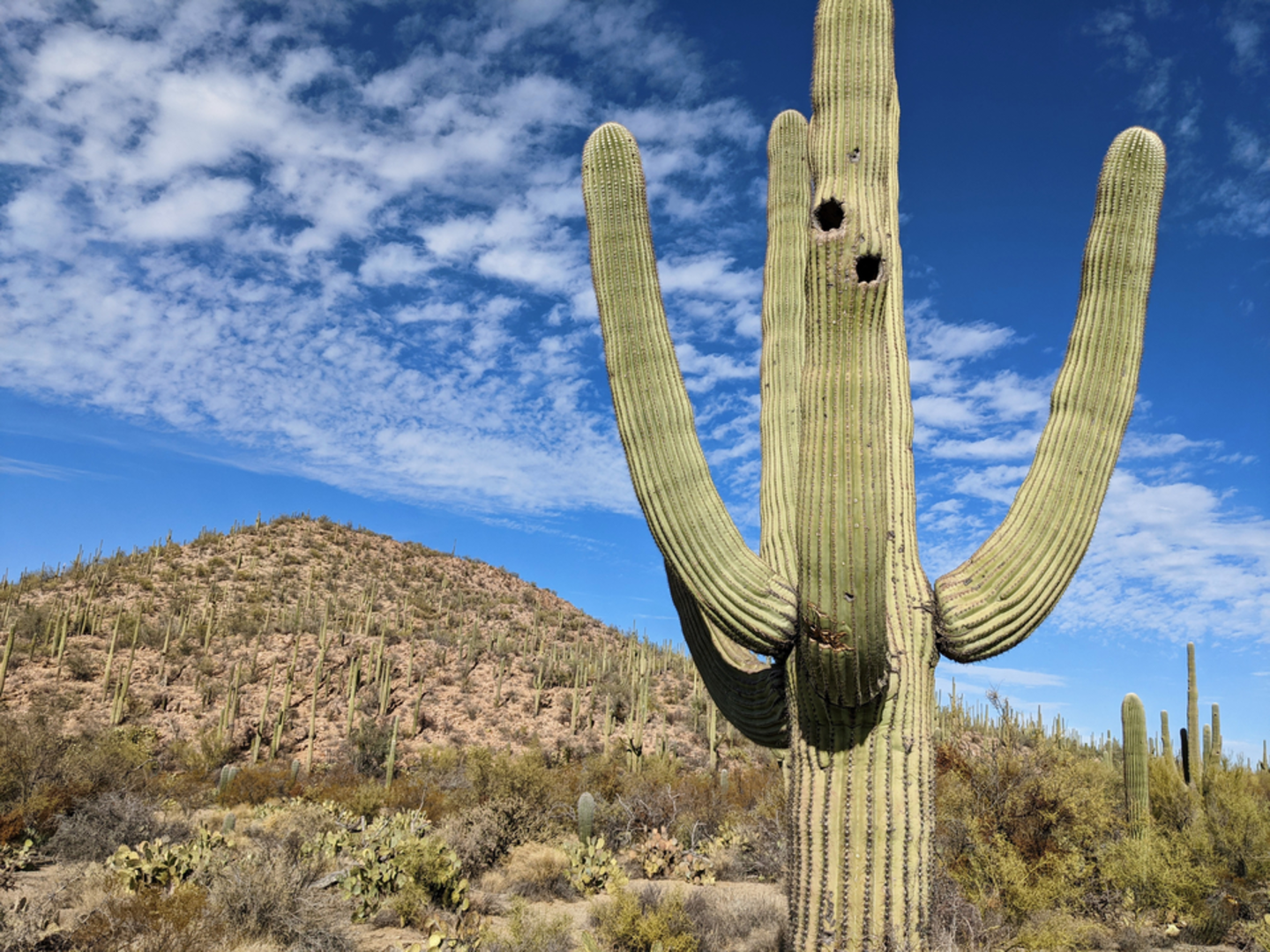 An image depicting the trail Dobe Wash Trail and its surrounding area.