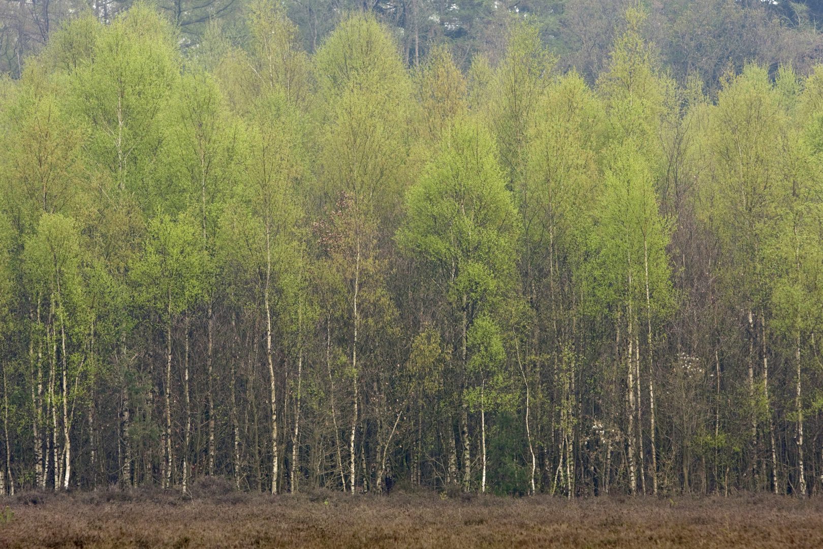 An image depicting the trail Balijboa and Drooggemaakte Loop and its surrounding area.