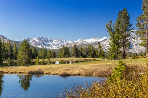 Tamarack Creek from Tioga Pass Road